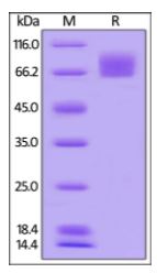 Human B7-1, Mouse IgG2a Fc Tag, low endotoxin on SDS-PAGE under reducing (R) condition. The gel was stained overnight with Coomassie Blue. The purity of the protein is greater than 95%.